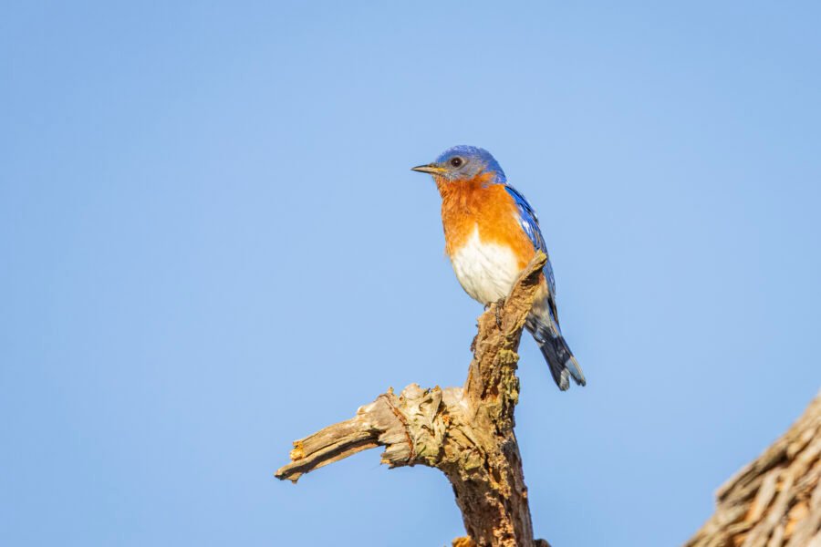 Male Bluebird Resting On Top Of Dead Tree