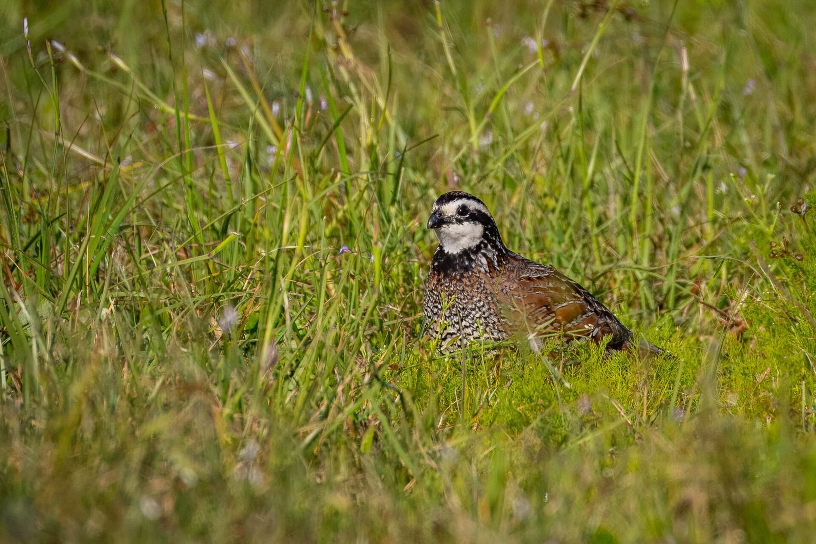 Male Bobwhite Quail Resting In Grass