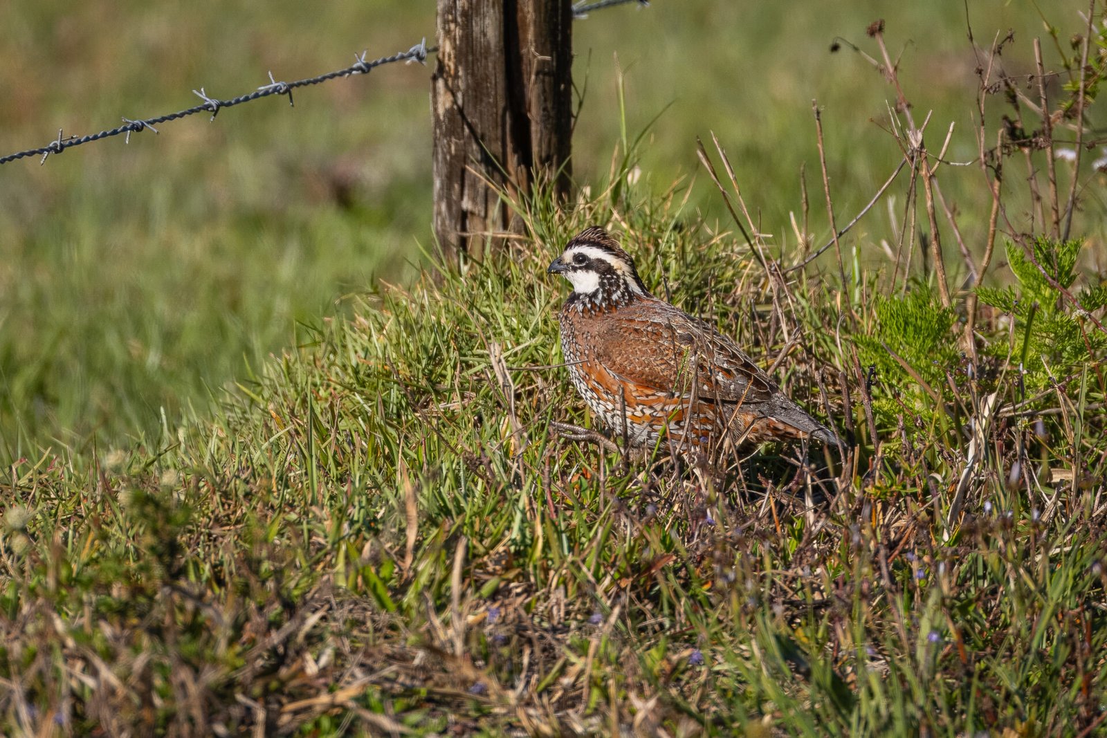 Male Bobwhite Quail Walking Along Fence Line