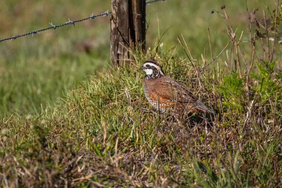 Male Bobwhite Quail Walking Along Fence Line