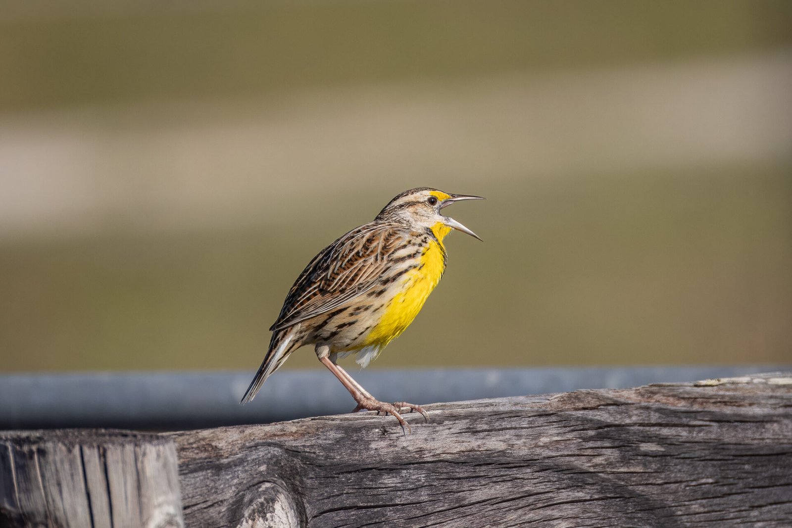 Meadowlark Calling On Fence Railing