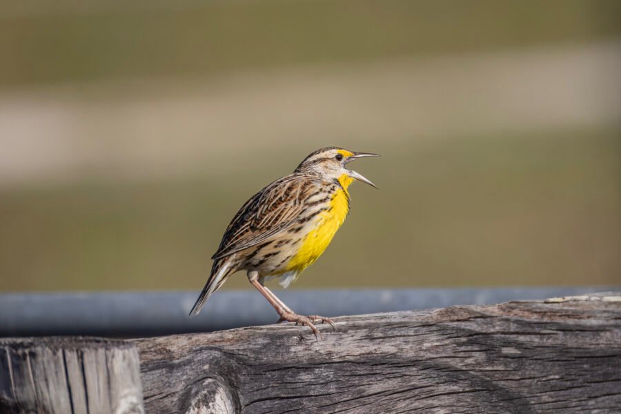 Meadowlark Calling On Fence Railing