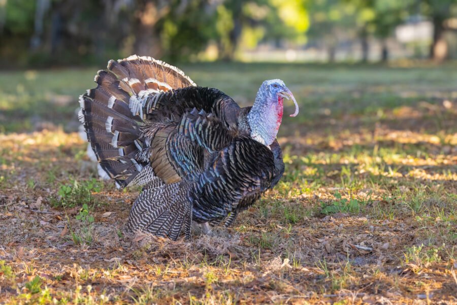 Wild Turkey Male Gobbling
