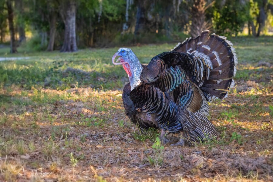 Wild Turkey Male Strutting And Gobbling