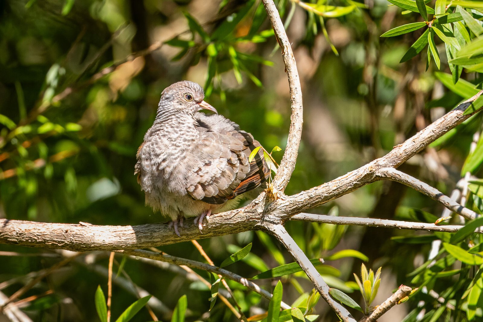 Common Ground Dove Resting On Branch In Sun