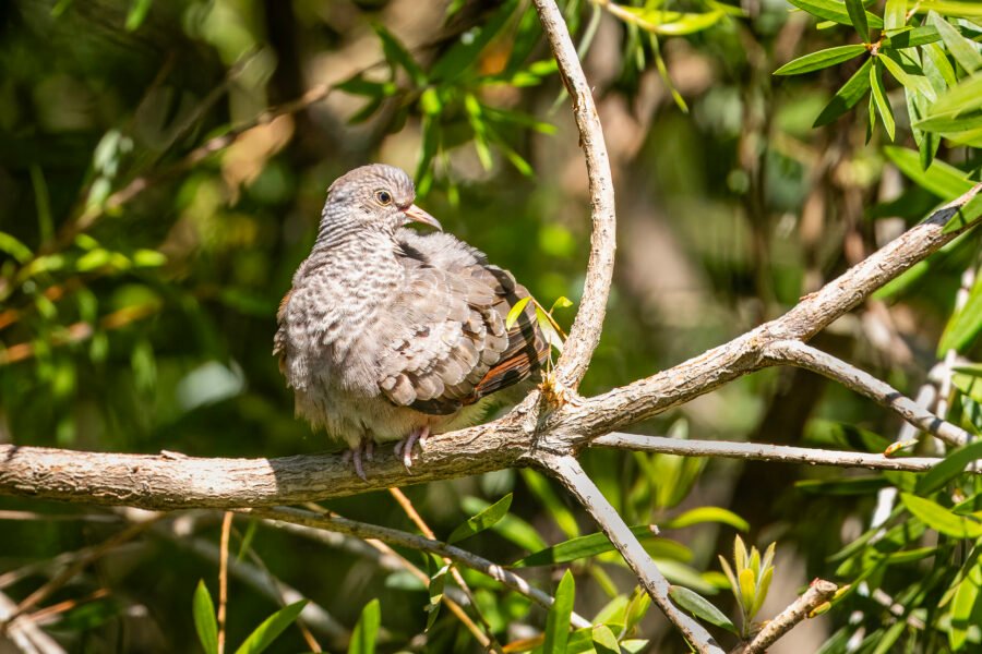 Common Ground Dove Resting On Branch In Sun