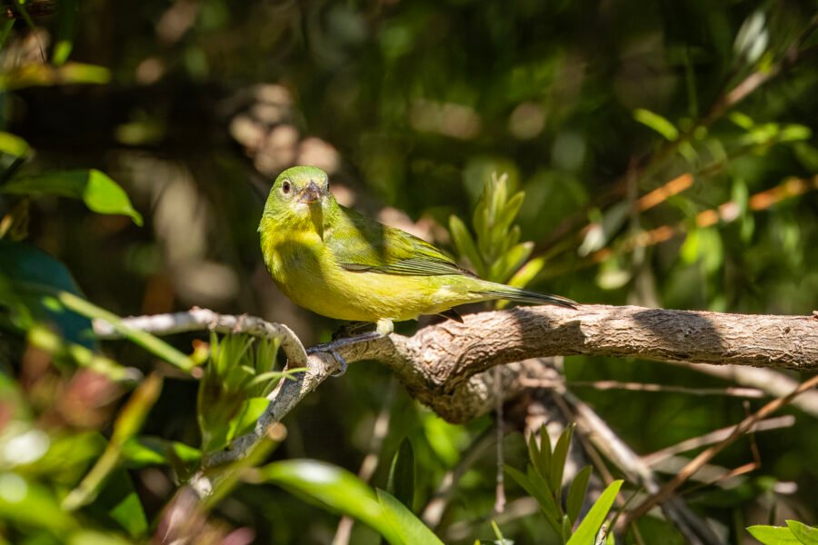 Female Painted Bunting Perched On Small Branch