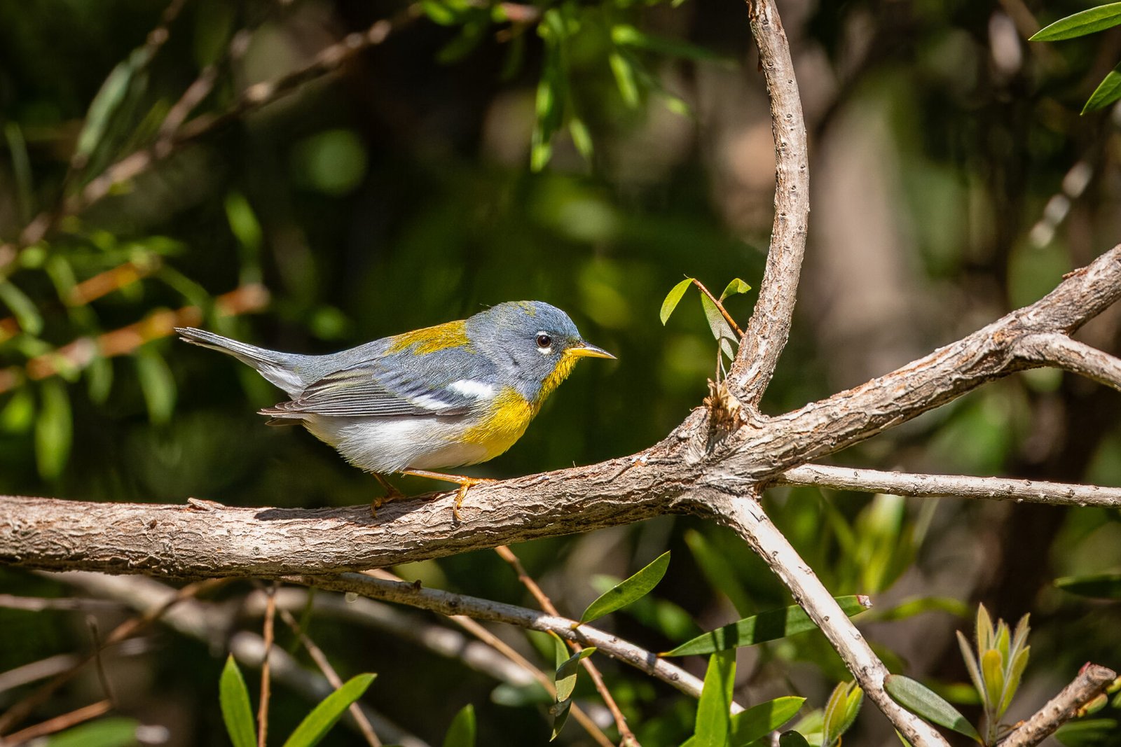 Northern Parula Hopping Along Branch