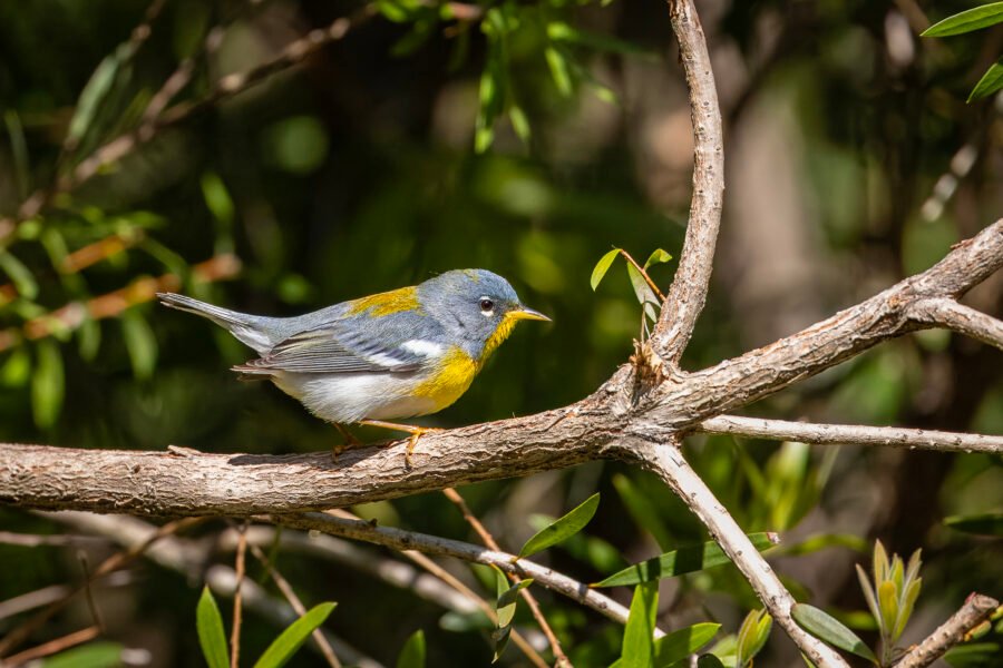 Northern Parula Hopping Along Branch
