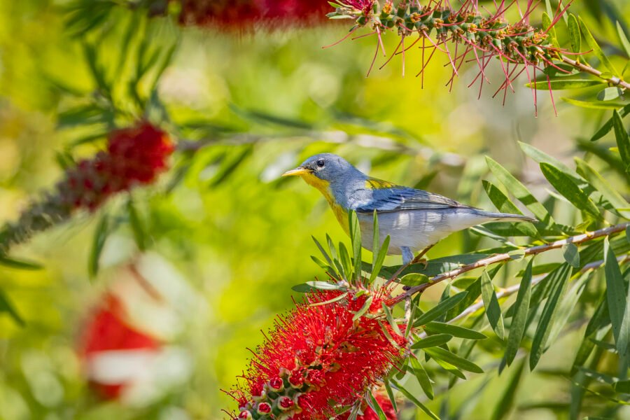 Northern Parula Looking Around By Bottlebrush Flower