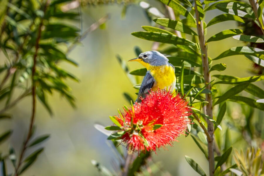 Northern Parula Looking Back From Bottlebrush Flower
