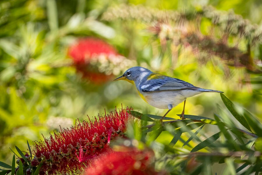 Northern Parula Perched By Bottlebrush Flower