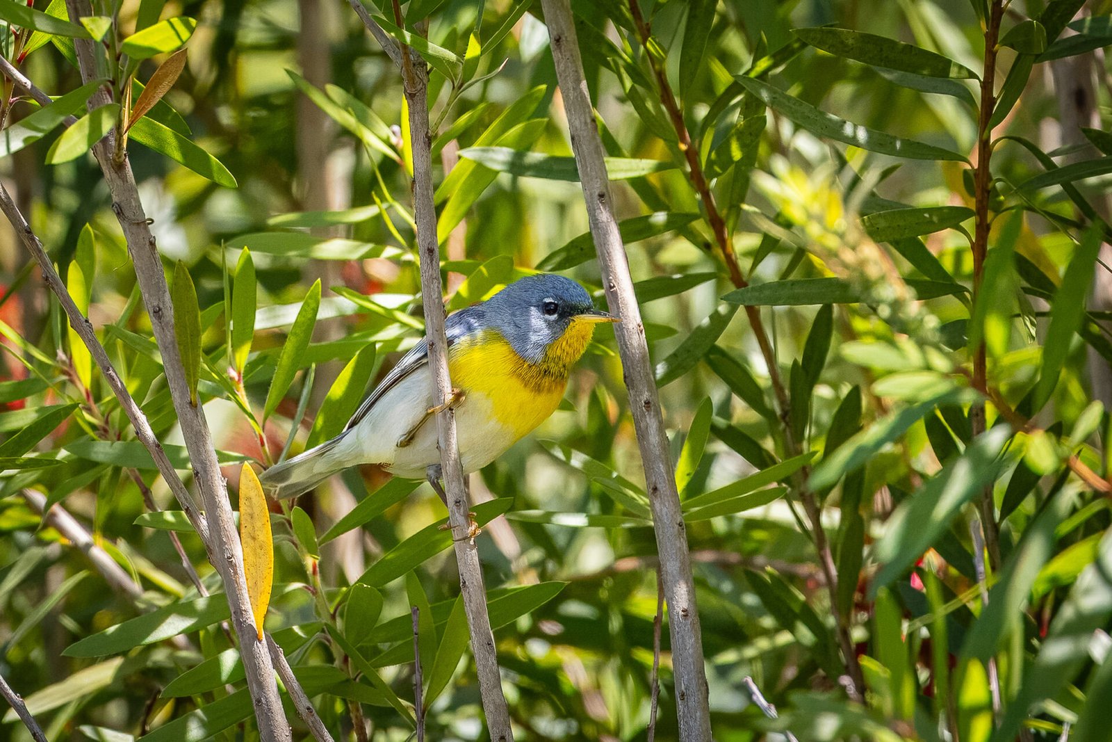 Northern Parula Sitting On Bottlebrush Branch
