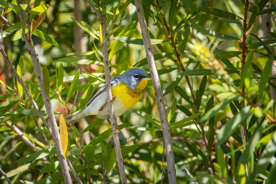 Northern Parula Sitting On Bottlebrush Branch