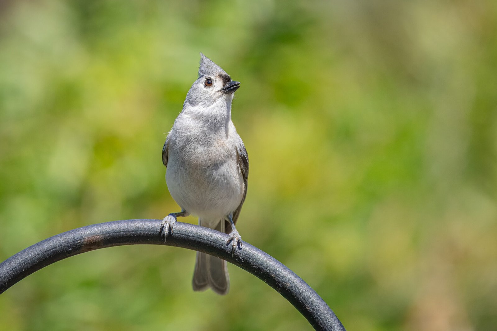 Tufted Titmouse Chattering On Feeder Pole