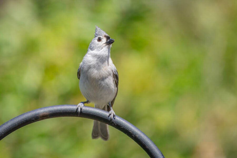 Tufted Titmouse Chattering On Feeder Pole