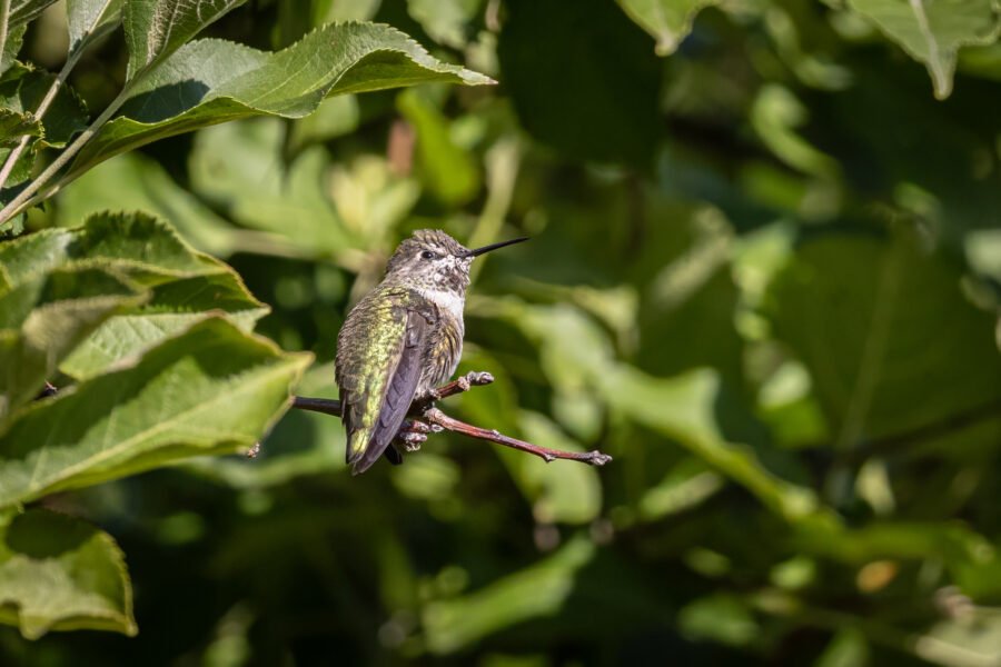 Female Annas Hummingbird Perched On Branch