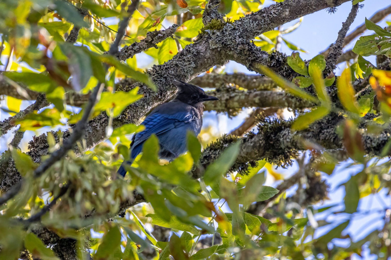 Stellers Jay Resting In Middle Of Tall Tree