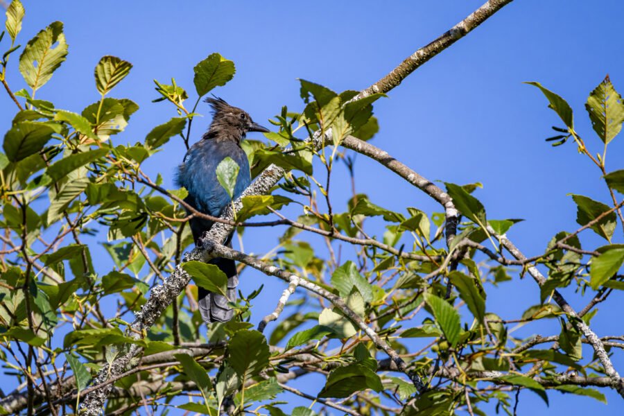 Stellers Jay Watching From Top Of Tall Tree