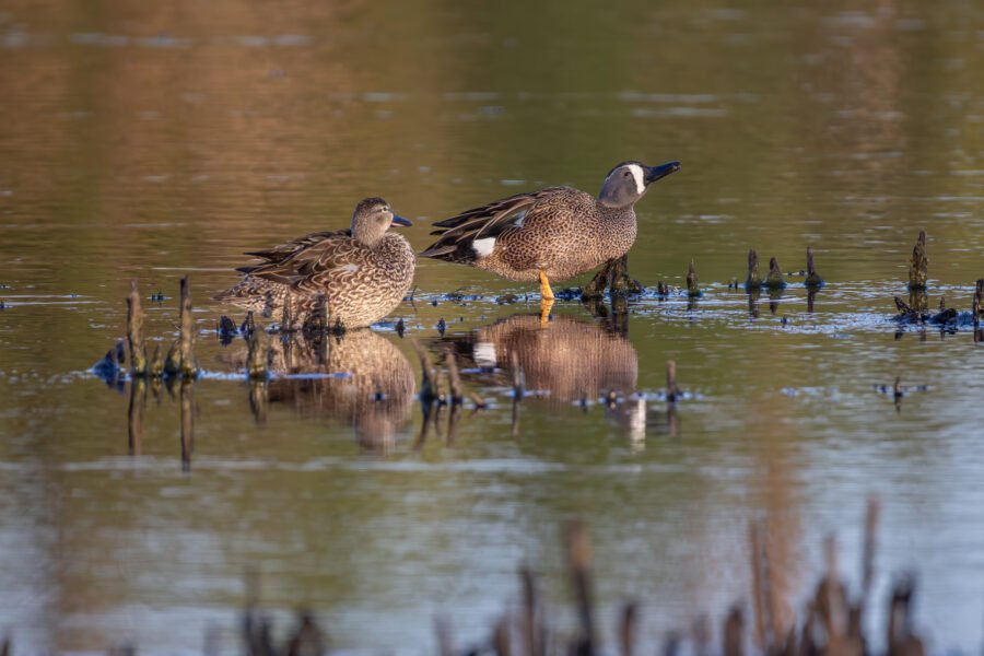 Blue Winged Teal Pair Preen And Rest In Morning Sun