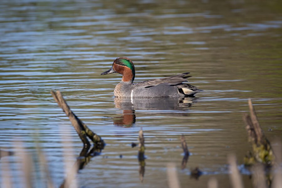 Green Winged Teal Male Looks For Mate