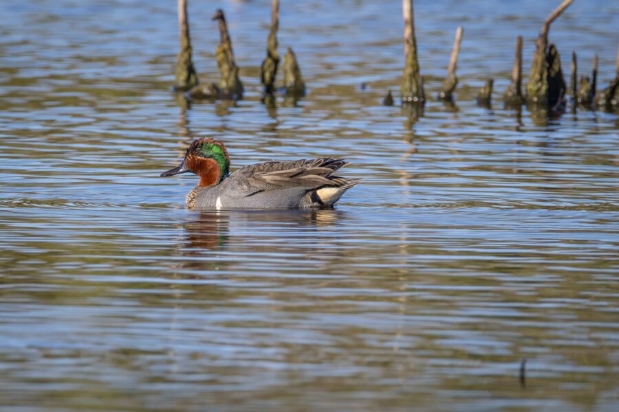 Green Winged Teal Male Swims Past