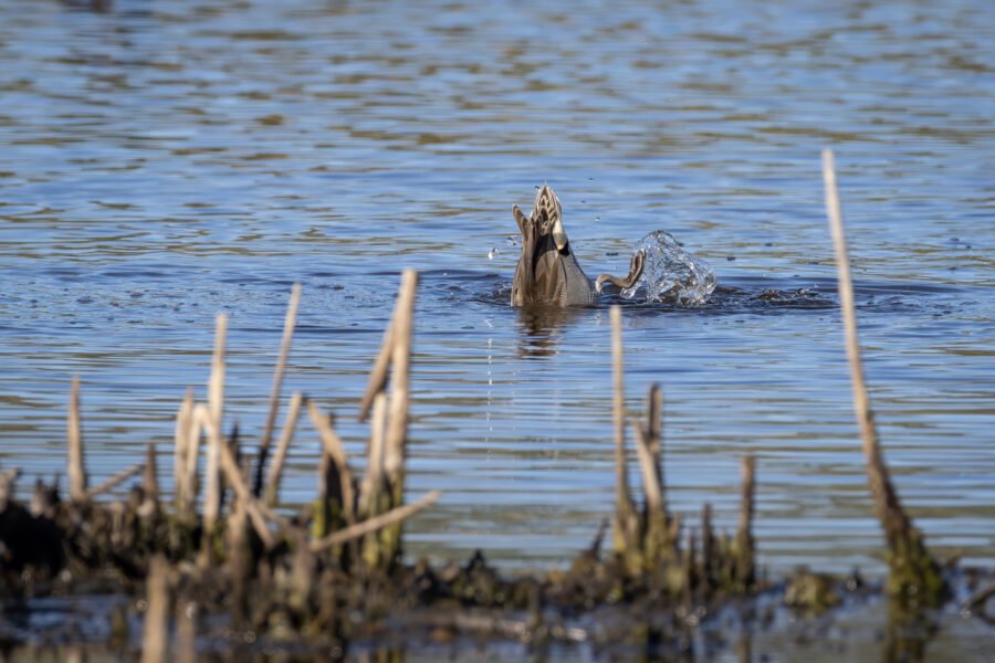 Green Winged Teal Paddles Hard To Reach Food On Bottom Of Lake
