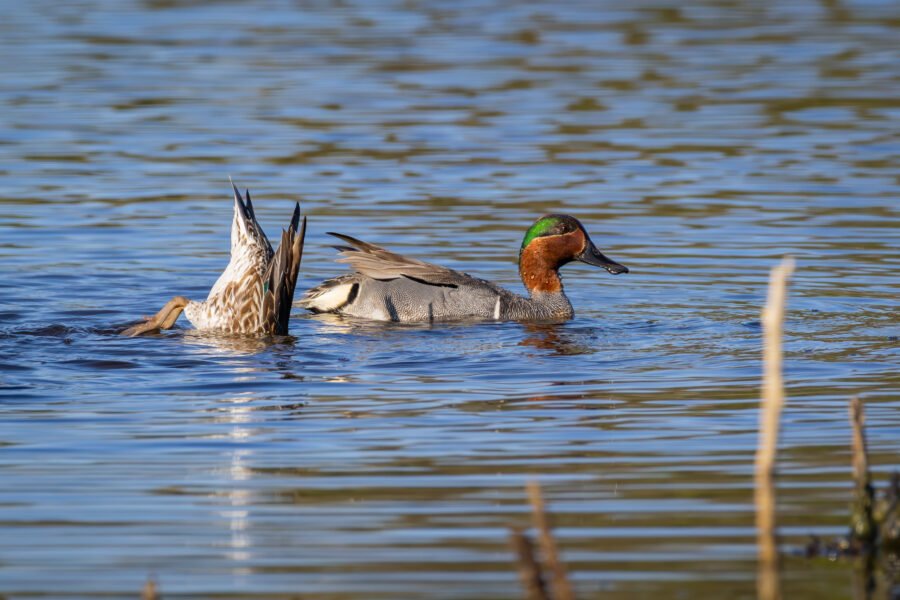 Green Winged Teal Pair Dabble For Food