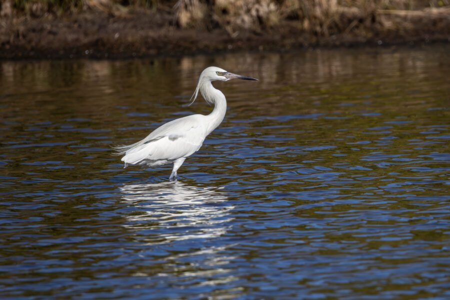 White Morph Reddish Egret Searching For Fish In Pond