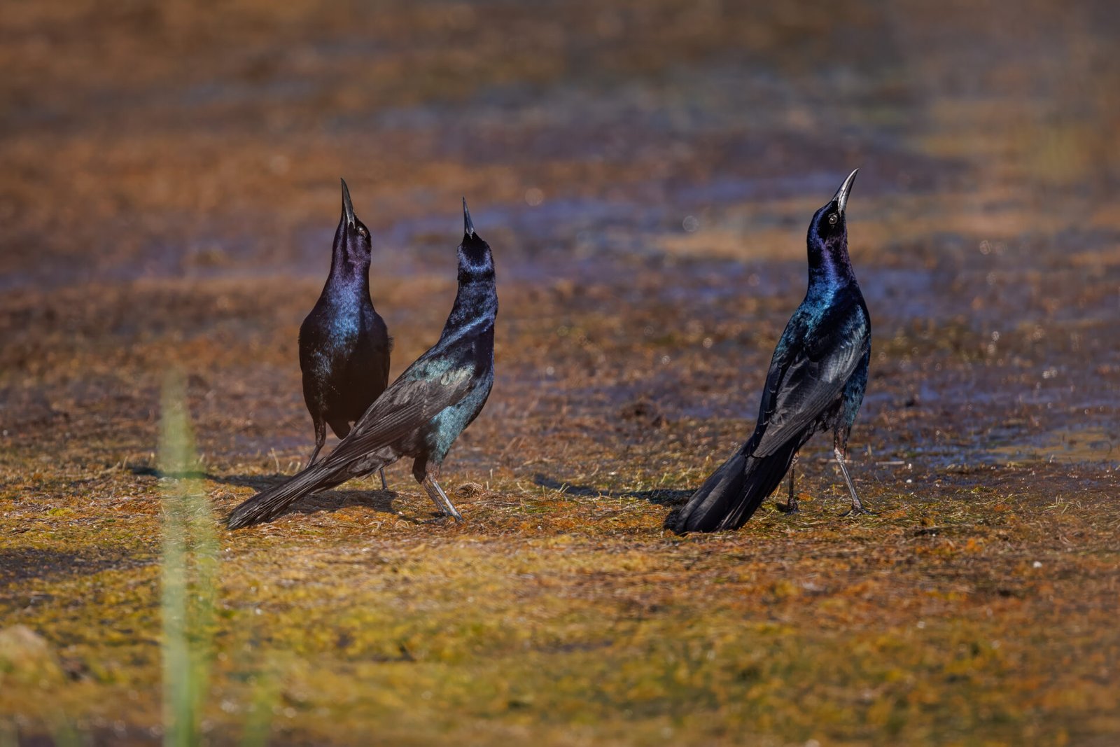3 Boat Tailed Grackles Watch Skies Above