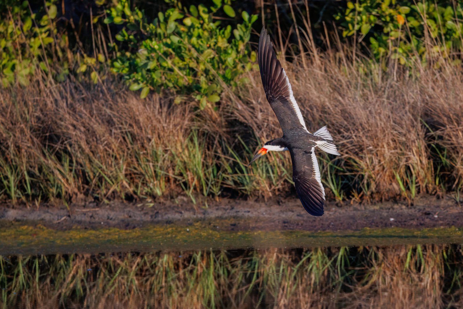 Black Skimmer Banks Left