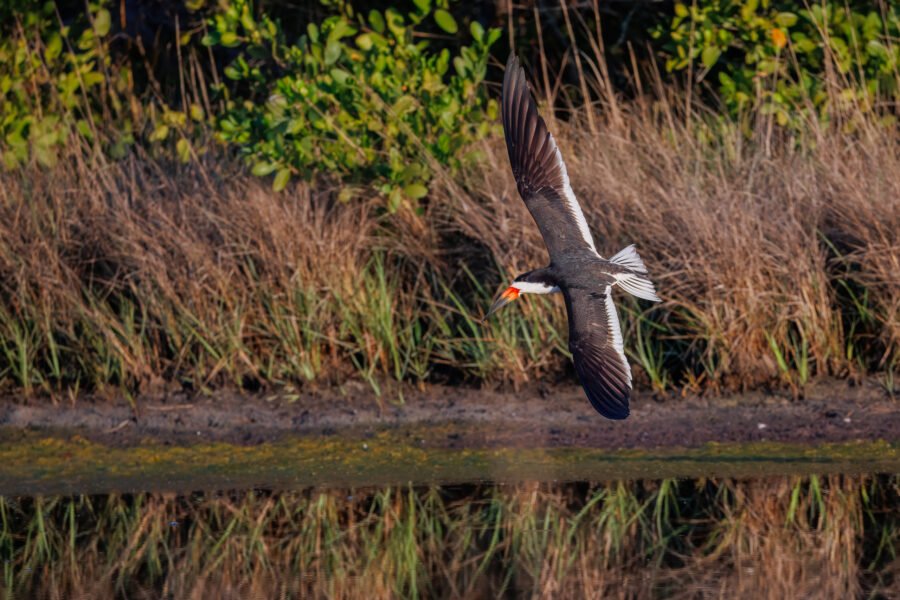 Black Skimmer Banks Left