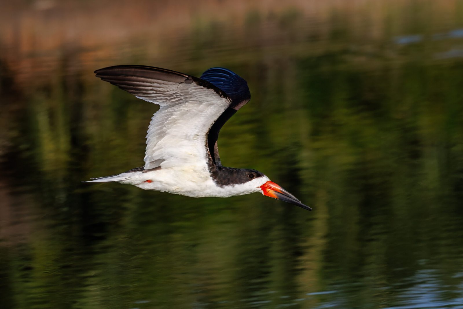 Black Skimmer Flies By To Right