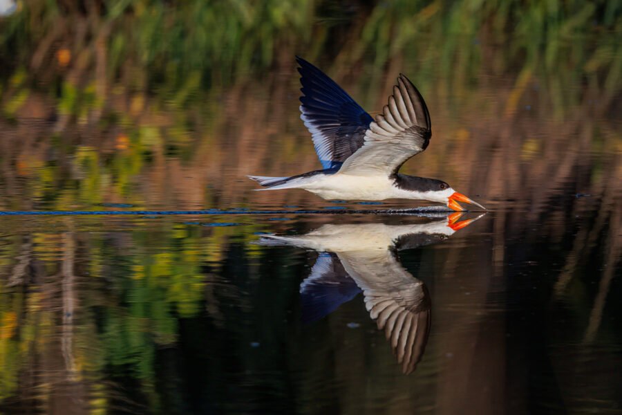 Black Skimmer Flies By To Right With Bill In Water