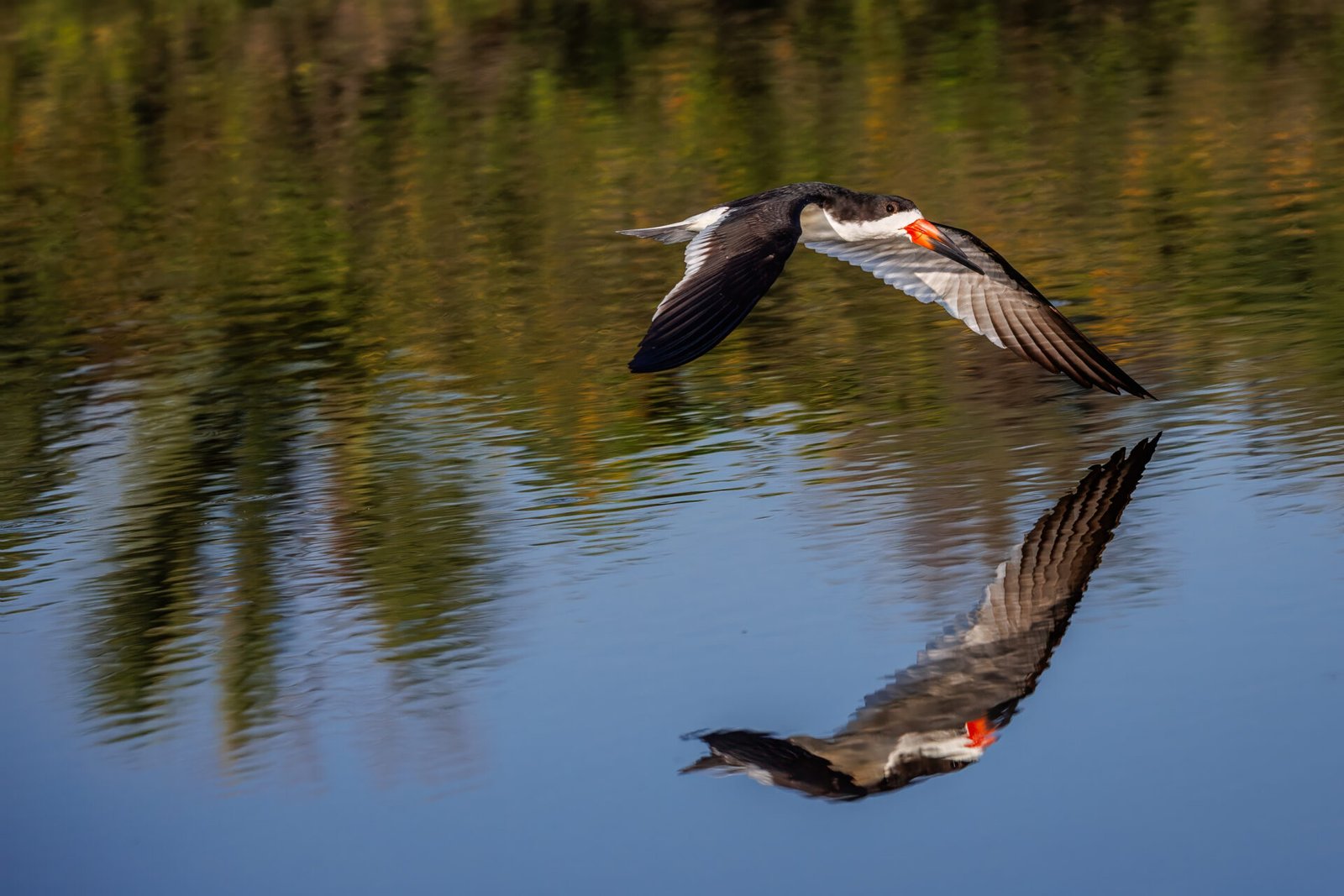 Black Skimmer Flies To Right Along Water