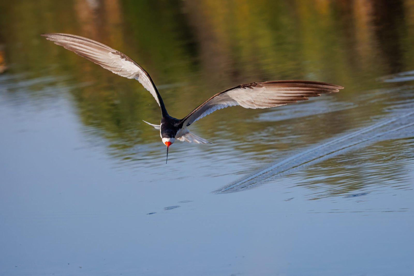 Black Skimmer Lifts Off Water