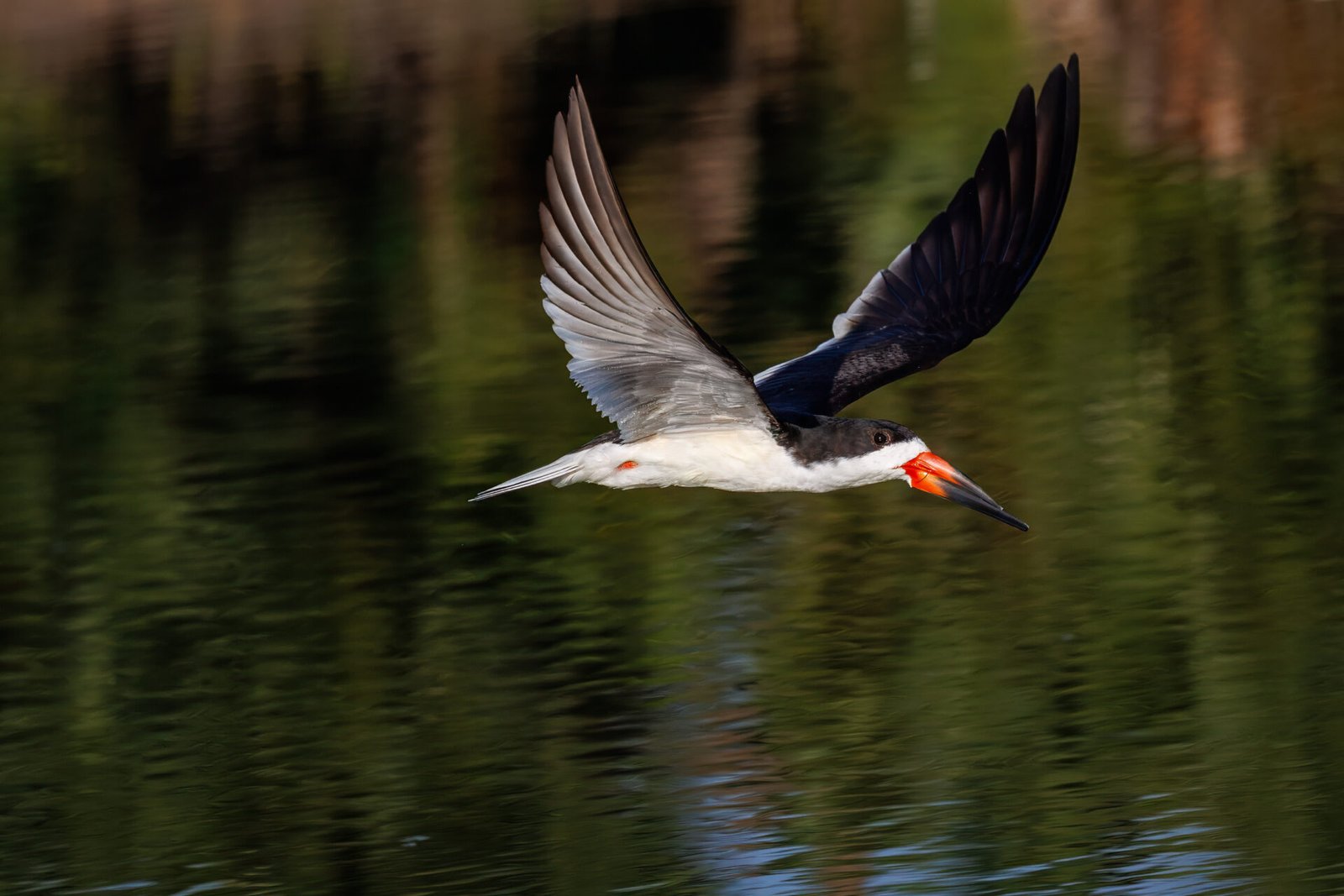 Black Skimmer Sails By To Right