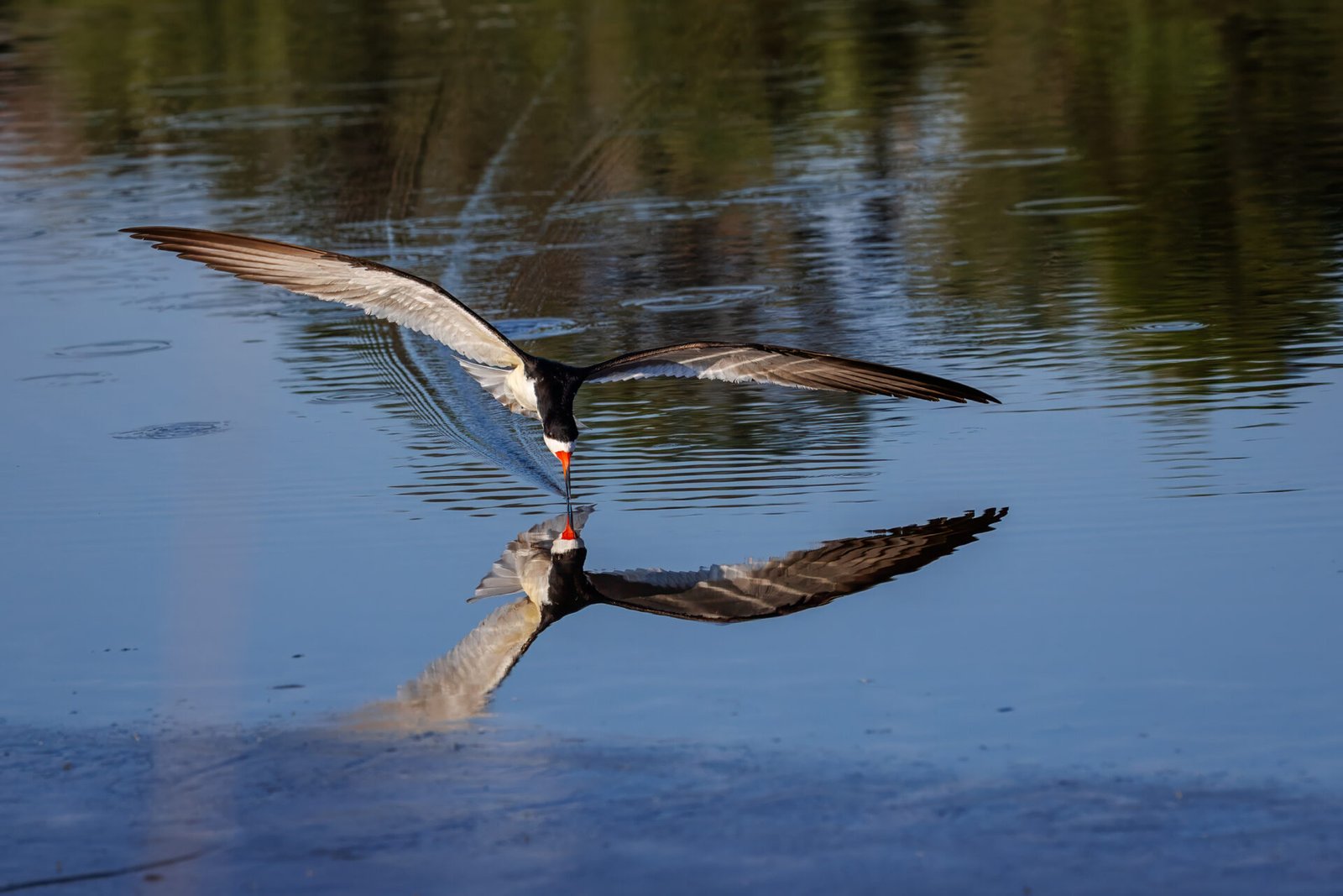 Black Skimmer With Tip Of Bill In Water