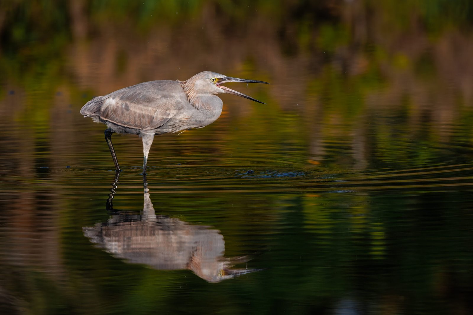 Juvenile Reddish Egret Swallows Small Fish
