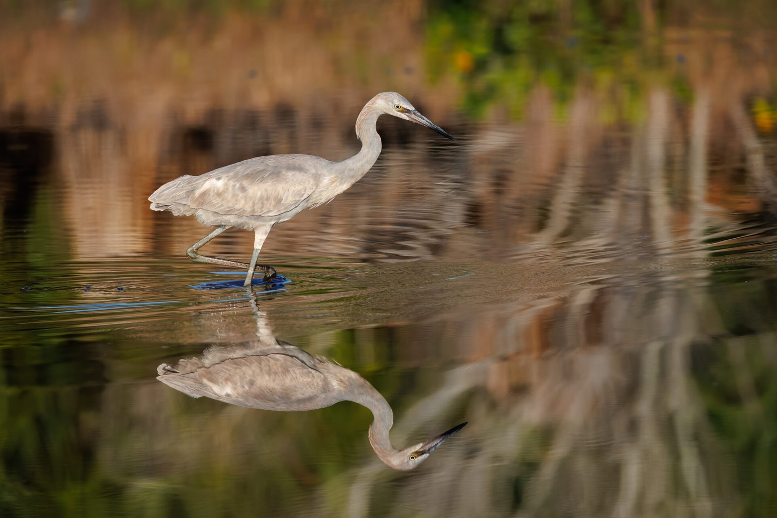 Juvenile Reddish Egret Wades Through Water Looking For Fish