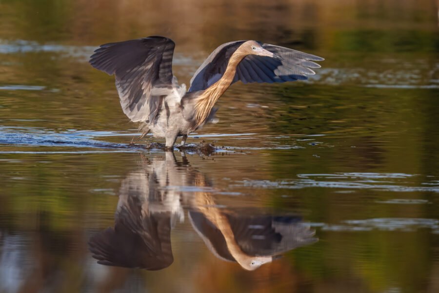 Reddish Egret Flares Wings To Herd Small Fish