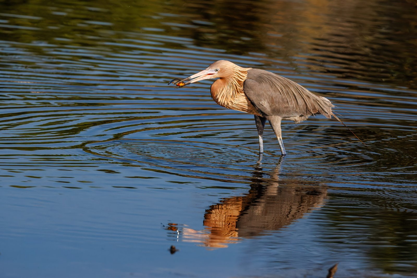 Reddish Egret Grabs Small Fish