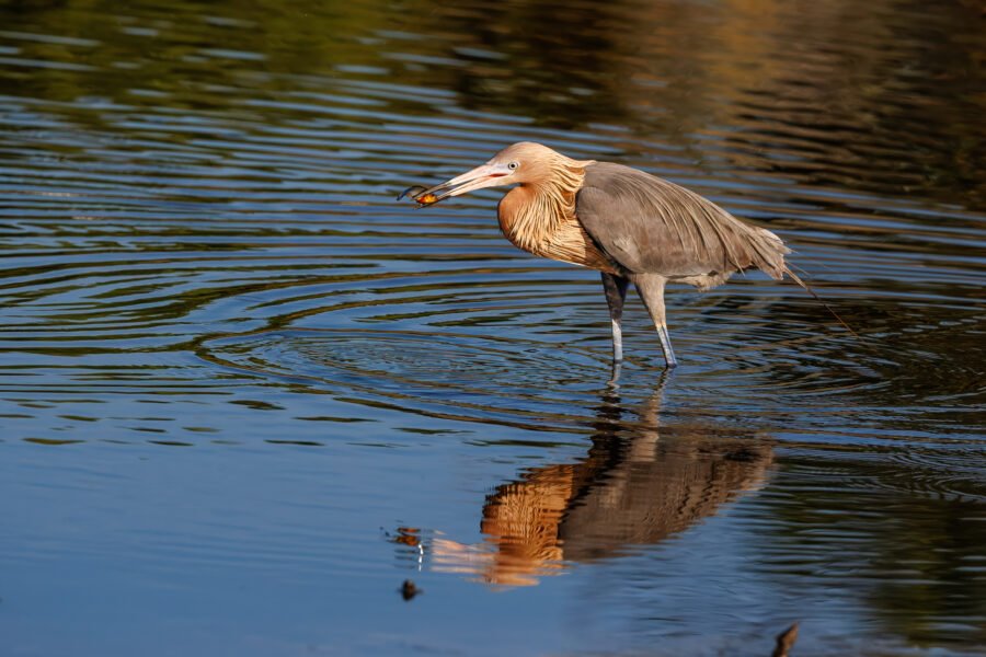 Reddish Egret Grabs Small Fish