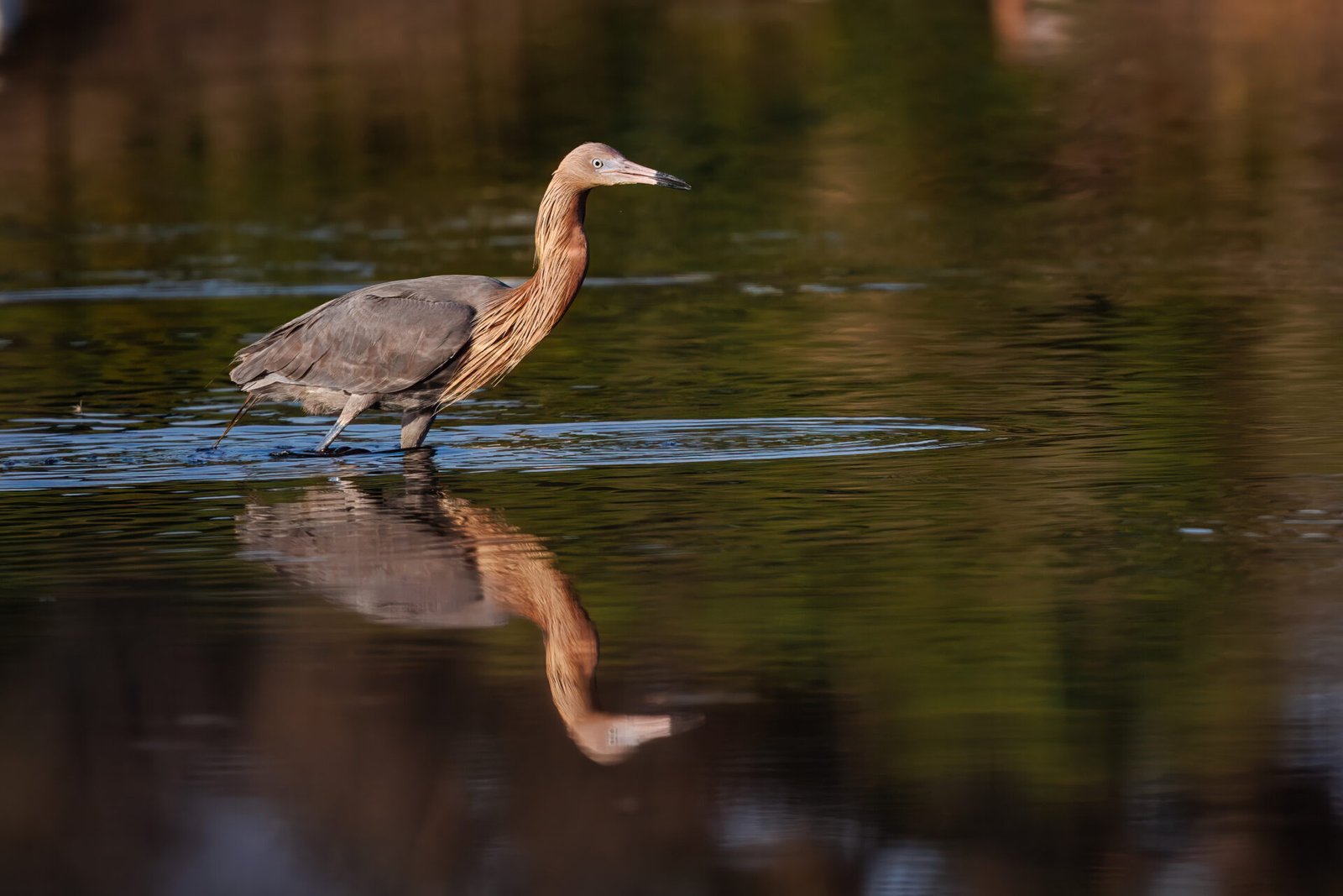 Reddish Egret Scans Water Looking For Fish
