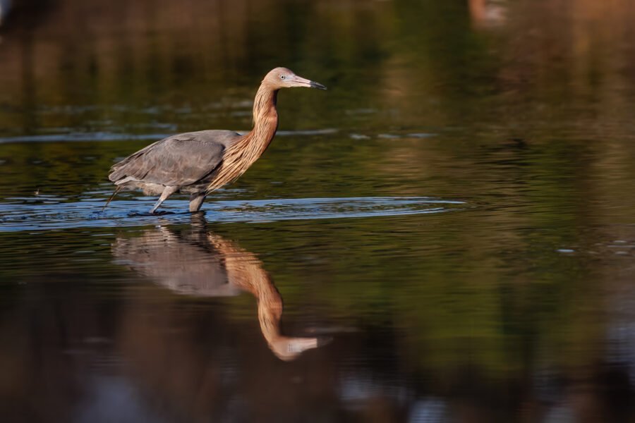 Reddish Egret Scans Water Looking For Fish