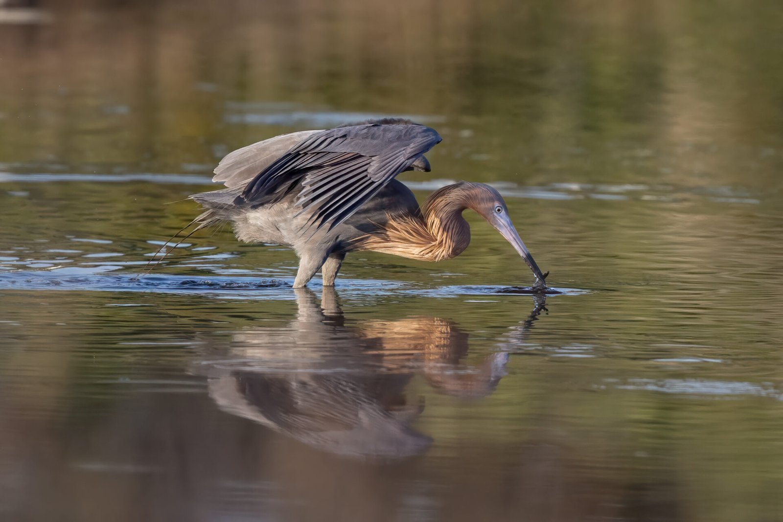 Reddish Egret Strikes At Fish