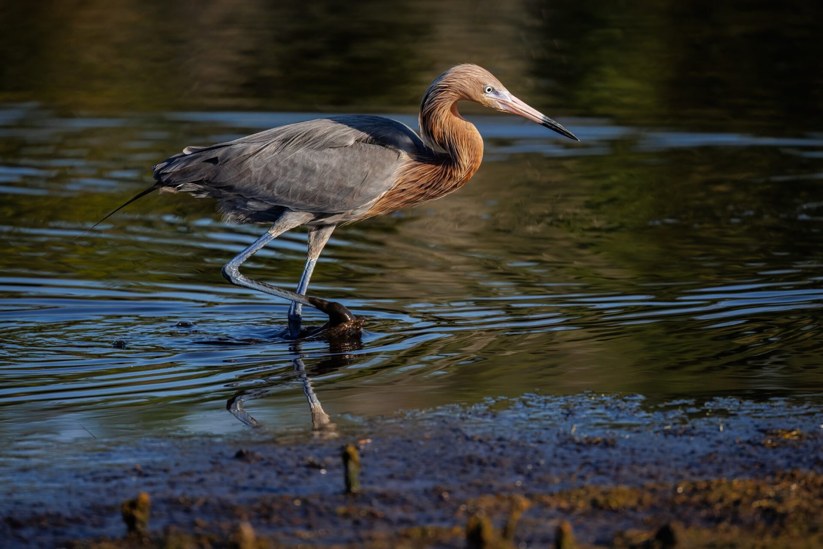 Reddish Egret Wades Through Water Looking For Fish