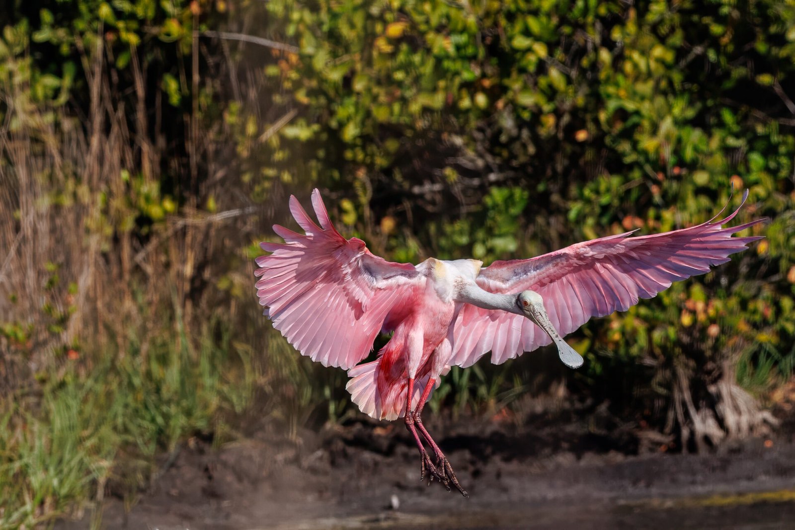 Roseate Spoonbill About To Touch Down