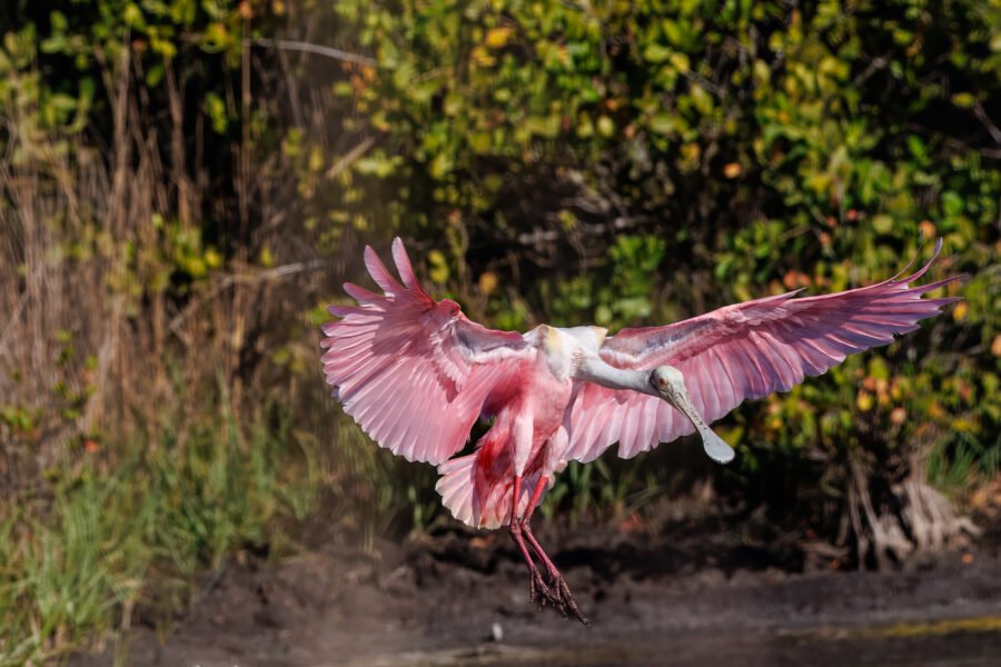 Roseate Spoonbill About To Touch Down