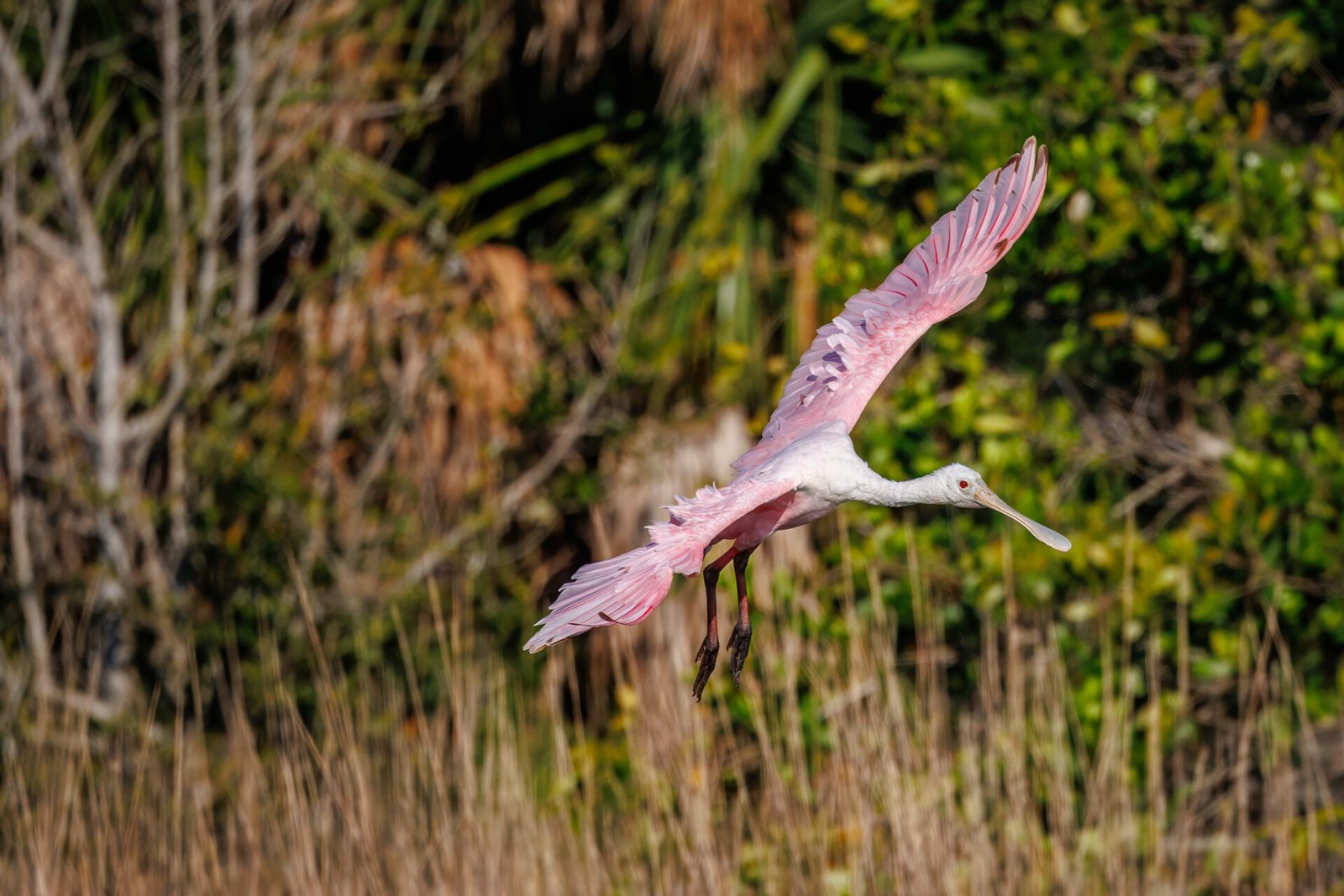 Roseate Spoonbill Banks In From Left